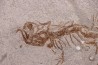 Chelotriturus paradoxus - Early Middle Miocene - Gacko formation - Gracanica, Bosnia