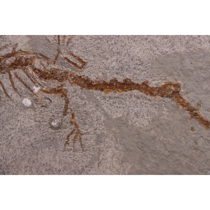 Chelotriturus paradoxus - Early Middle Miocene - Gacko formation - Gracanica, Bosnia