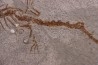 Chelotriturus paradoxus - Early Middle Miocene - Gacko formation - Gracanica, Bosnia