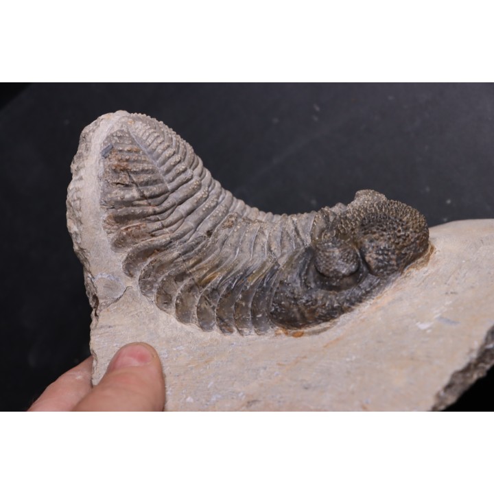 Drotops megalomanicus (Struve)  Eifelien  Jbel El Mrakib, MAROC