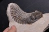Drotops megalomanicus (Struve)  Eifelian   Jbel El Mrakib, Morocco