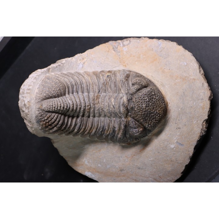 Drotops megalomanicus (Struve)  Eifelian   Jbel El Mrakib, Morocco