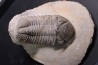 Drotops megalomanicus (Struve)  Eifelien  Jbel El Mrakib, MAROC