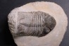Drotops megalomanicus (Struve)  Eifelien  Jbel El Mrakib, MAROC