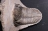 Drotops megalomanicus (Struve)  Eifelien  Jbel El Mrakib, MAROC