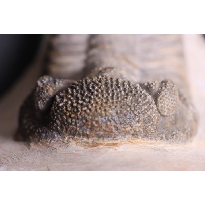 Drotops megalomanicus (Struve)  Eifelien  Jbel El Mrakib, MAROC