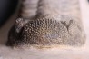 Drotops megalomanicus (Struve)  Eifelien  Jbel El Mrakib, MAROC