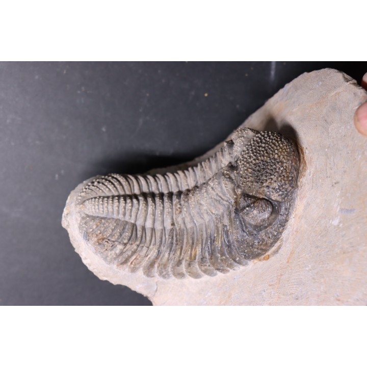 Drotops megalomanicus (Struve)  Eifelian   Jbel El Mrakib, Morocco