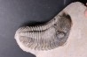 Drotops megalomanicus (Struve)  Eifelian   Jbel El Mrakib, Morocco