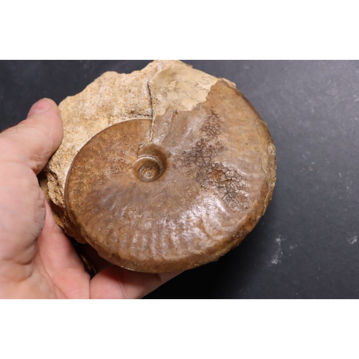 Graphoceras concavum Bajocien  Beaminster, Dorset, UK