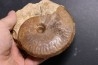 Graphoceras concavum Bajocien  Beaminster, Dorset, UK
