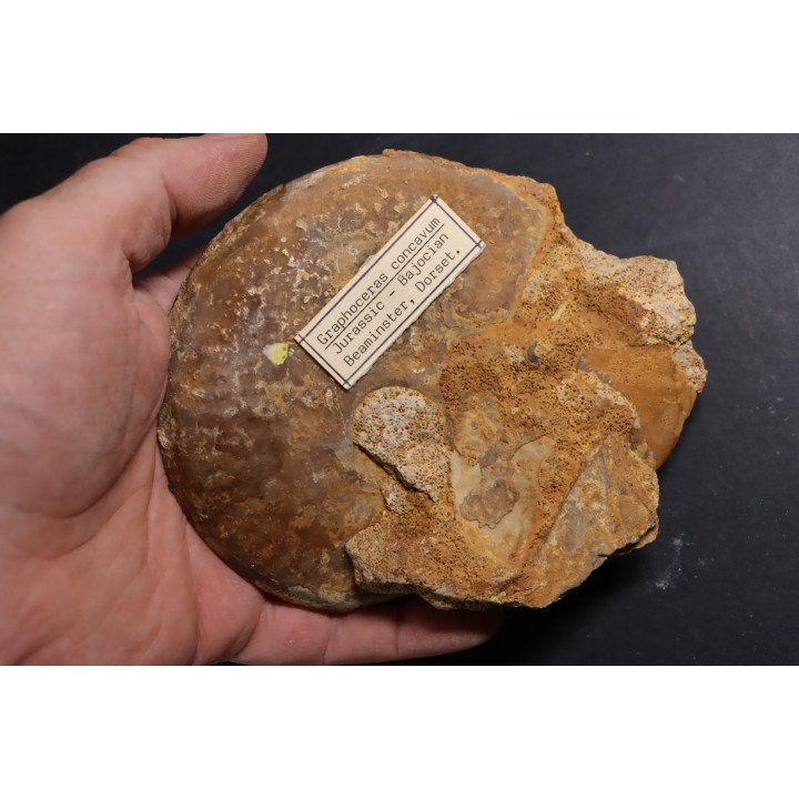 Graphoceras concavum Bajocien  Beaminster, Dorset, UK
