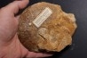 Graphoceras concavum Bajocien  Beaminster, Dorset, UK