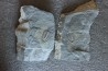 Athabaskia bithus - Middle Cambrian - Spence Shale - Box Elder County, Utha, USA