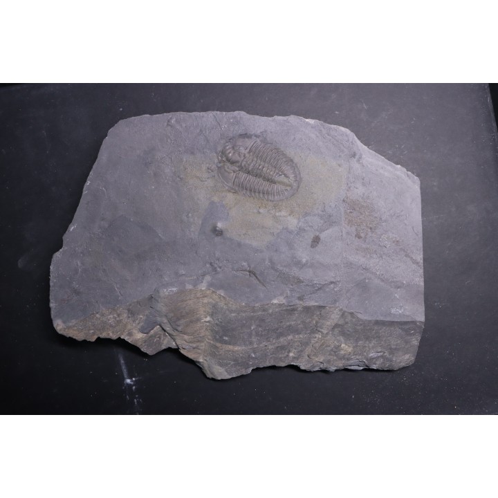 Athabaskia bithus - Middle Cambrian - Spence Shale - Box Elder County, Utha, USA
