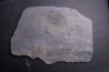 Athabaskia bithus - Middle Cambrian - Spence Shale - Box Elder County, Utha, USA