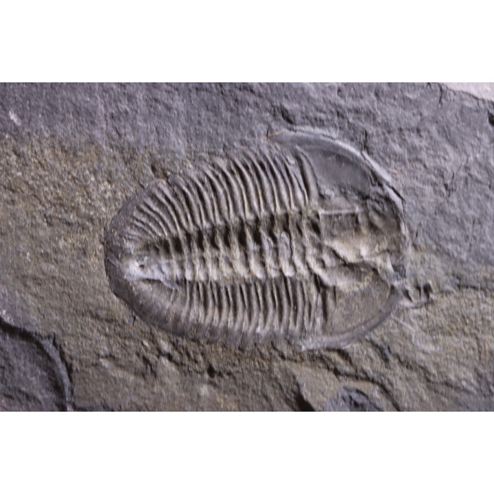 Athabaskia bithus - Middle Cambrian - Spence Shale - Box Elder County, Utha, USA