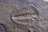 Athabaskia bithus - Middle Cambrian - Spence Shale - Box Elder County, Utha, USA