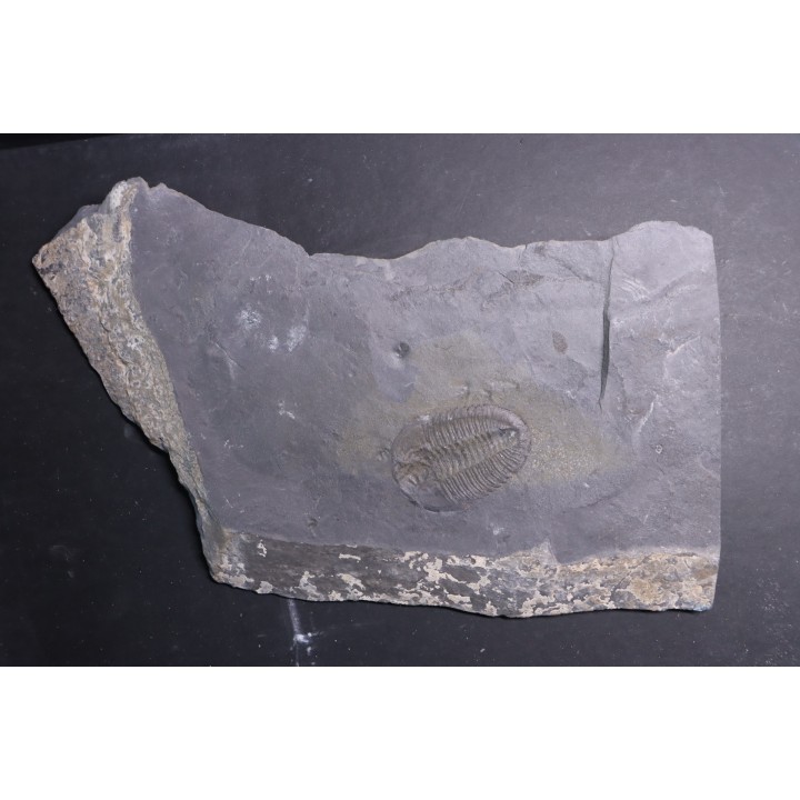 Athabaskia bithus - Middle Cambrian - Spence Shale - Box Elder County, Utha, USA