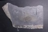 Athabaskia bithus - Middle Cambrian - Spence Shale - Box Elder County, Utha, USA
