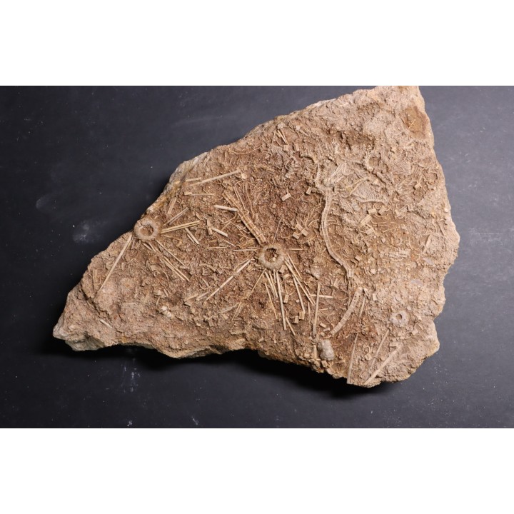 Acrosalenia hemicidaroides and Isocrinus nicoletti - middle jurassic  Landaville, FRANCE