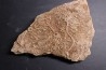 Acrosalenia hemicidaroides et Isocrinus nicoletti - jurassique moyen - Landaville, FRANCE