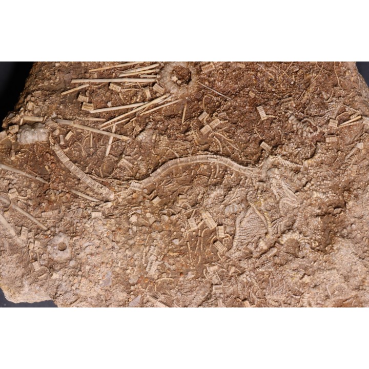 Acrosalenia hemicidaroides et Isocrinus nicoletti - jurassique moyen - Landaville, FRANCE