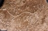 Acrosalenia hemicidaroides and Isocrinus nicoletti - middle jurassic Landaville, FRANCE