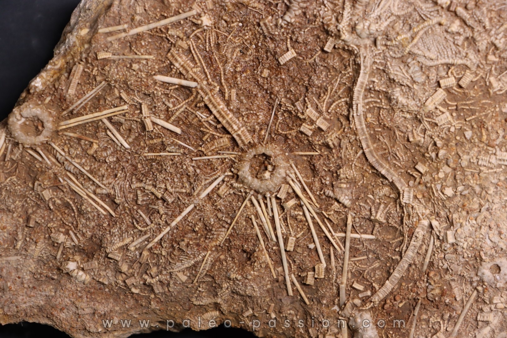 Acrosalenia hemicidaroides and Isocrinus nicoletti - middle jurassic Landaville, FRANCE