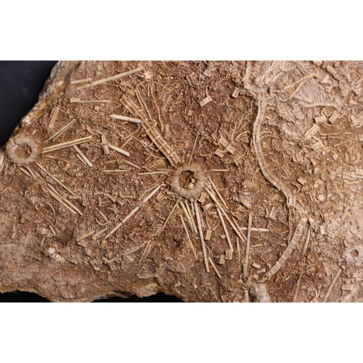 Acrosalenia hemicidaroides and Isocrinus nicoletti - middle jurassic  Landaville, FRANCE
