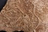 Acrosalenia hemicidaroides and Isocrinus nicoletti - middle jurassic Landaville, FRANCE