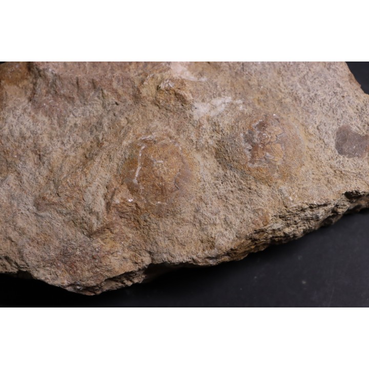 Acrosalenia hemicidaroides and Isocrinus nicoletti - middle jurassic  Landaville, FRANCE