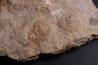 Acrosalenia hemicidaroides et Isocrinus nicoletti - jurassique moyen - Landaville, FRANCE