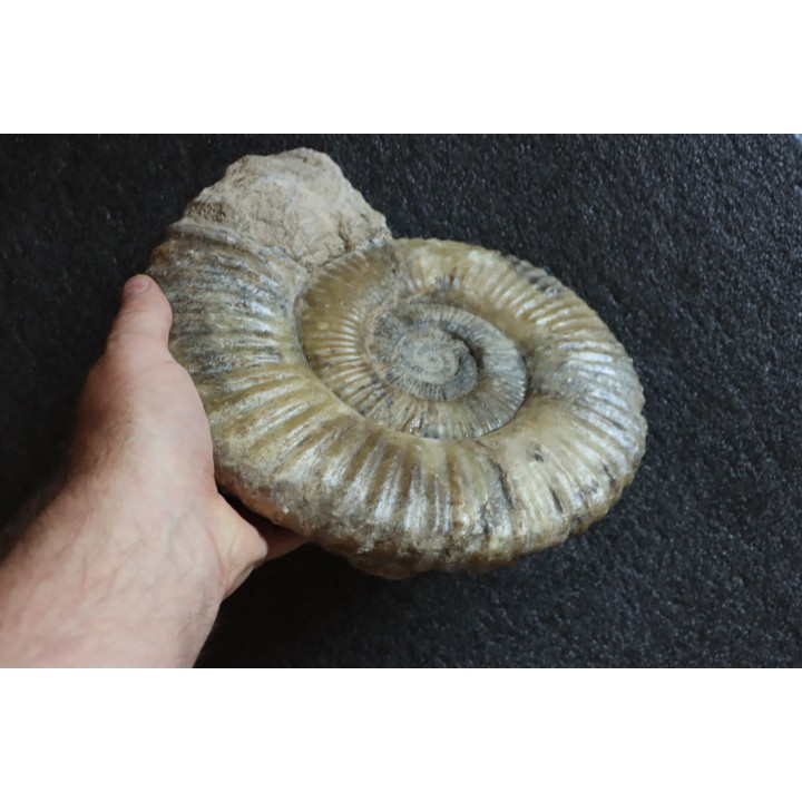 GROSSE Uptonia jamesoni - 30 cm - Pliensbachien - Carriere de Fresnay le Puceux - FRANCE