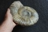 Uptonia jamesoni (Sowerby, 1827)  Pliensbachien  Carriere de Fresnay le Puceux, Calvados - FRANCE