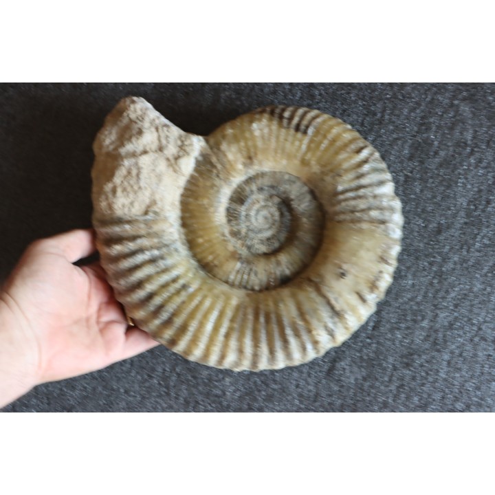 Uptonia jamesoni (Sowerby, 1827)  Pliensbachien  Carriere de Fresnay le Puceux, Calvados - FRANCE