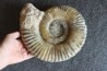 GROSSE Uptonia jamesoni - 30 cm - Pliensbachien - Carriere de Fresnay le Puceux - FRANCE