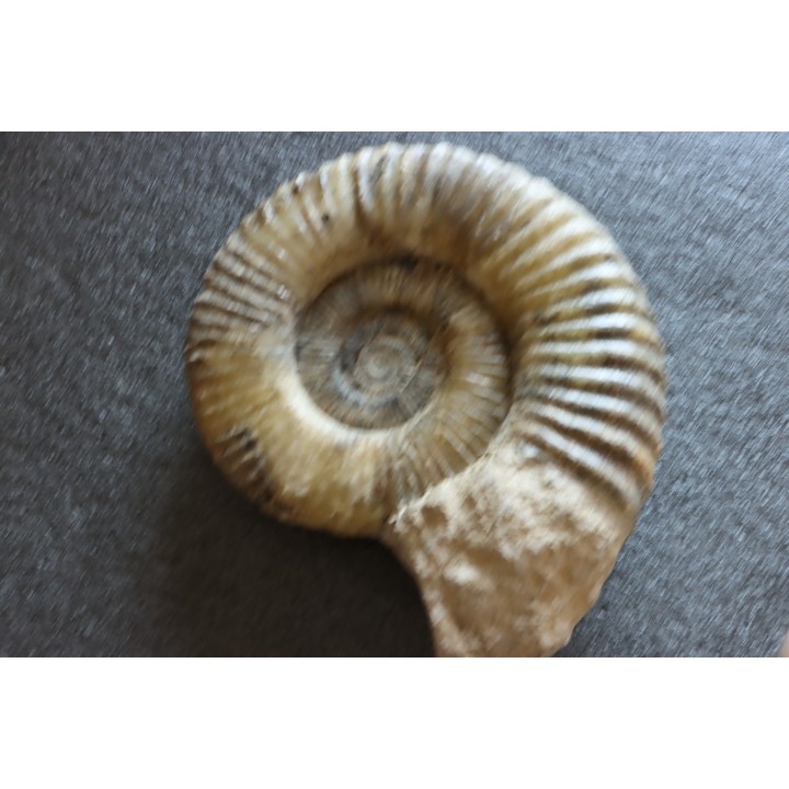 GROSSE Uptonia jamesoni - 30 cm - Pliensbachien - Carriere de Fresnay le Puceux - FRANCE
