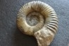 GROSSE Uptonia jamesoni - 30 cm - Pliensbachien - Carriere de Fresnay le Puceux - FRANCE