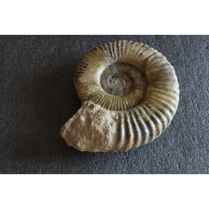 Uptonia jamesoni (Sowerby, 1827)  Pliensbachien  Carriere de Fresnay le Puceux, Calvados - FRANCE