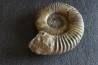 GROSSE Uptonia jamesoni - 30 cm - Pliensbachien - Carriere de Fresnay le Puceux - FRANCE