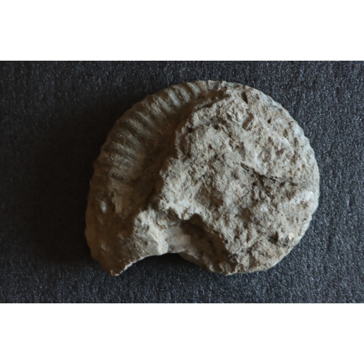 Uptonia jamesoni (Sowerby, 1827)  Pliensbachien  Carriere de Fresnay le Puceux, Calvados - FRANCE