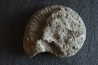 Uptonia jamesoni (Sowerby, 1827)  Pliensbachien  Carriere de Fresnay le Puceux, Calvados - FRANCE