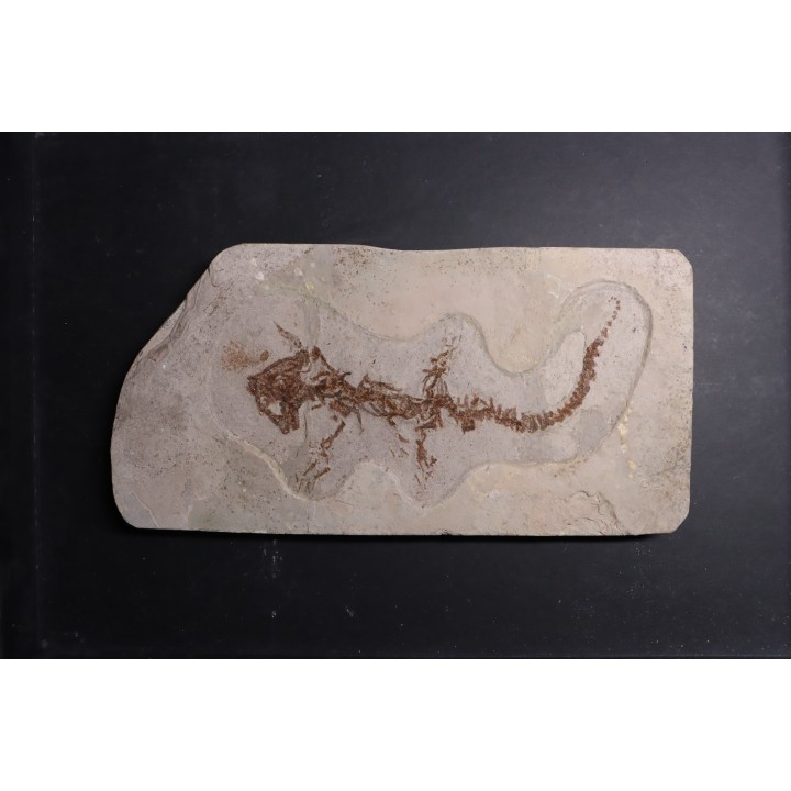 Chelotriturus paradoxus - Early Middle Miocene - Gacko formation - Gracanica, Bosnia