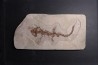 Chelotriturus paradoxus - Miocene moyen - Gacko formation - Gracanica, Bosnie