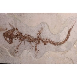 Chelotriturus paradoxus - Early Middle Miocene - Gacko formation - Gracanica, Bosnia