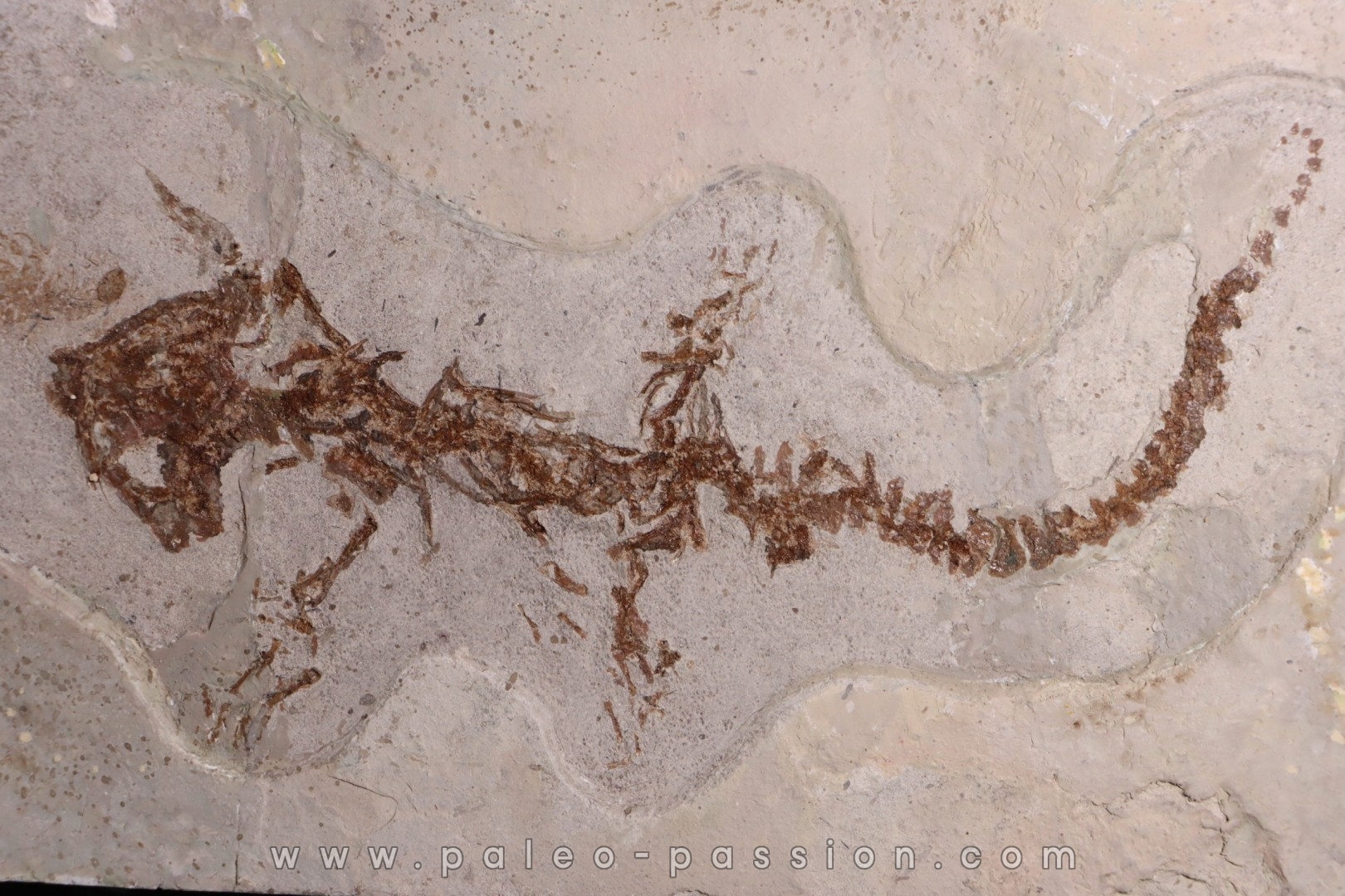 Chelotriturus paradoxus - Miocene moyen - Gacko formation - Gracanica, Bosnie