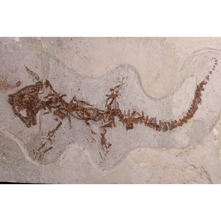 Chelotriturus paradoxus - Miocene moyen - Gacko formation - Gracanica, Bosnie