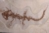 Chelotriturus paradoxus - Miocene moyen - Gacko formation - Gracanica, Bosnie