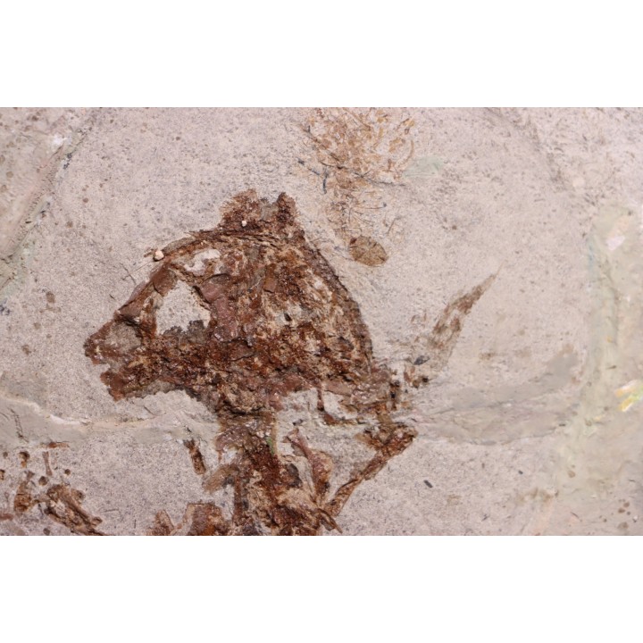 Chelotriturus paradoxus - Early Middle Miocene - Gacko formation - Gracanica, Bosnia